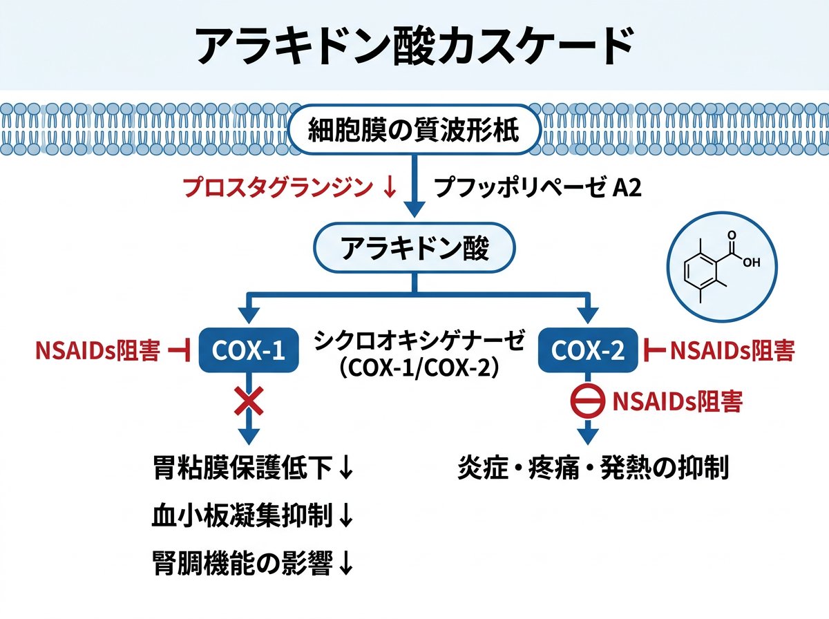 非ステロイド性抗炎症薬の基本メカニズムと作用