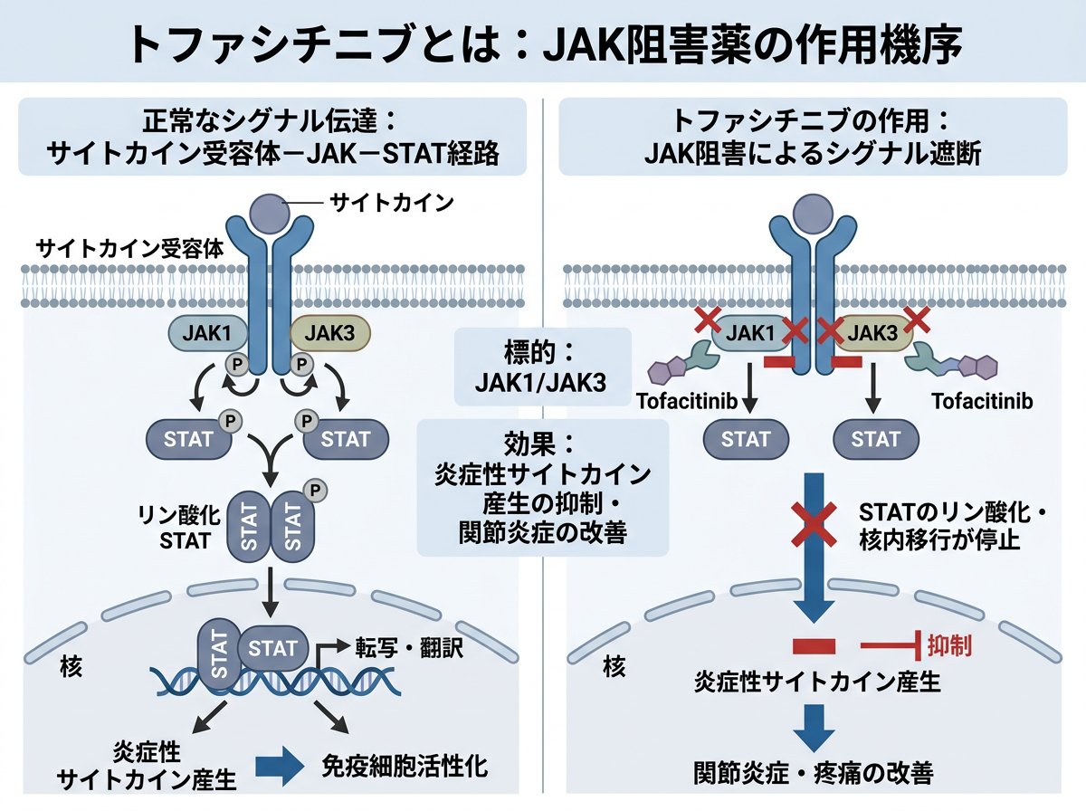 トファシチニブとは:JAK阻害薬の作用機序